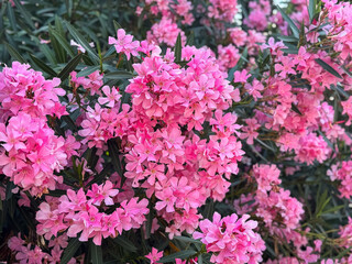 Vibrant pink oleander blossoms in full bloom with lush greenery