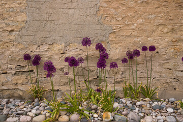 Purple flowers on the background of a stone wall in the garden