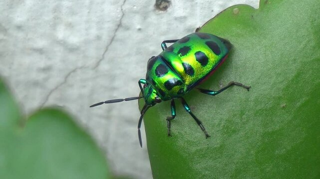 Jewel bug is a colorful, metallic-shiny insect known for its vibrant hues, often found on plants and admired for beauty