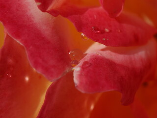 花の水滴をマクロ撮影しました