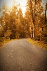 Fototapeta premium Winding asphalt road is curving through fall birch forest in flat design with fallen golden leaves