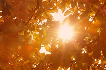 Sunlit autumn leaves and branches are filtering glow through canopy with lens flare in flat design