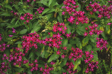 Pink flowers blooming with green leaves in backyard. Top view. Nature background concept