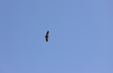 A lonely large eagle soaring in the sky.