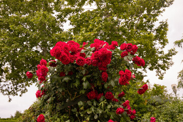 Red roses climbing up a tree trunk.