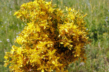 Freshly harvested bouquet of St John's Wort