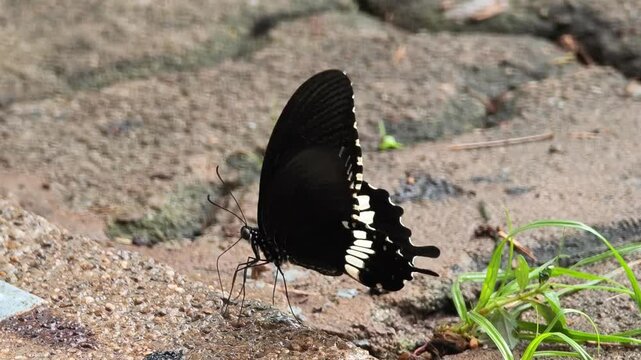 Black butterfly in the garden