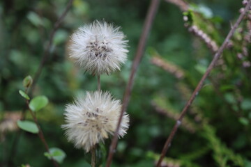 Leibnitzia anandria Lajbnicja Anandra gerbera zimująca dmuchawiec