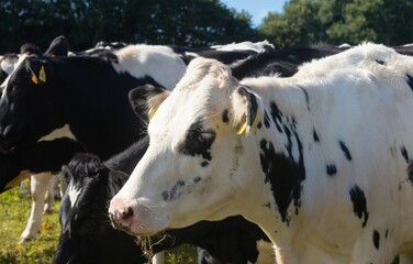 Close up of cows on field