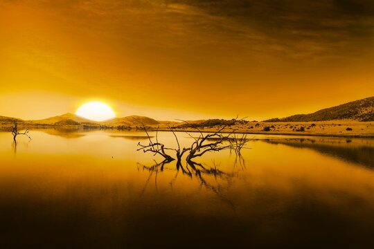 Fototapeta Gnarled dead tree branch is rising from lake water in flat design at sunset, with hills