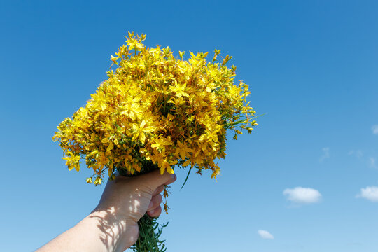 Hand Holding St. Johns Wort Flowers Against Blue Sky