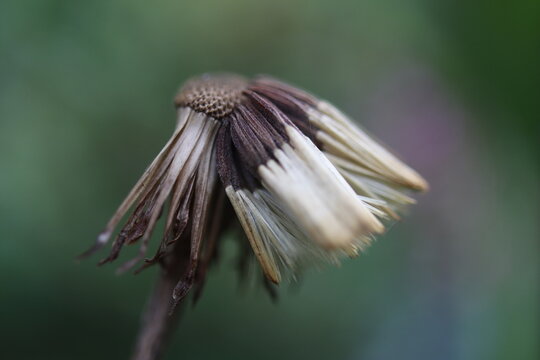 Fototapeta Leibnitzia anandria Lajbnicja Anandra gerbera zimująca dmuchawiec