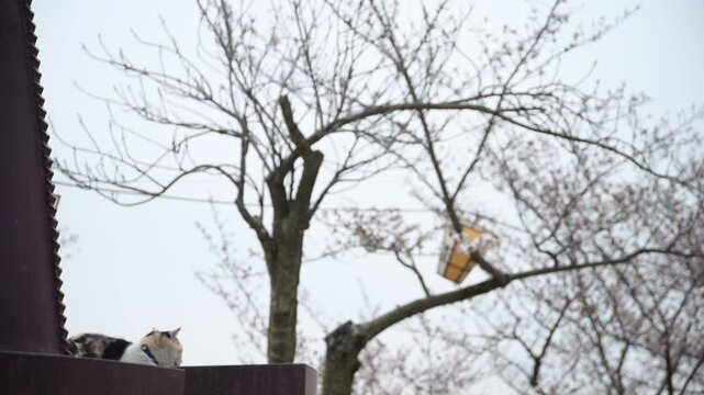 春の千光寺公園でお花見をする三毛猫 （広島県尾道市, 2025年4月）