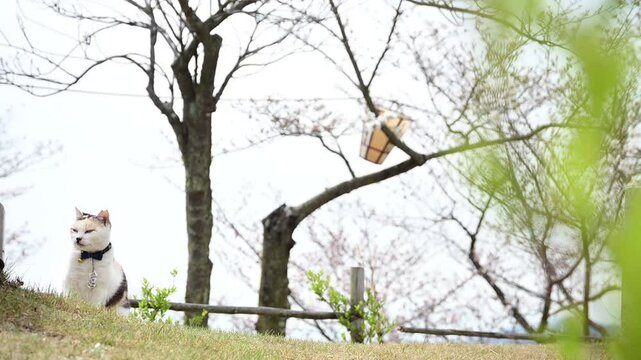 春の千光寺公園でお花見をする三毛猫 （広島県尾道市, 2025年4月）