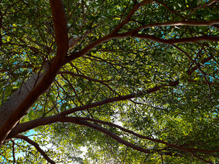 Bottom view of tall old trees forest. Low angel shot of a tranquil forest, in morning