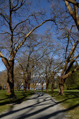 alley in the park with people in the end. 
