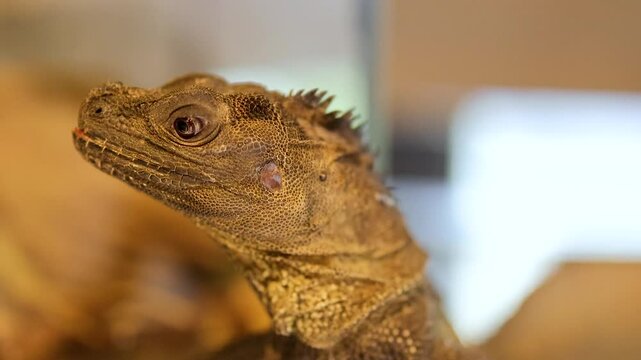 Close-Up of Philippine Sailfin Lizard in Captivity