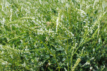 White sweetclover flowers blooming in a colorful summer meadow