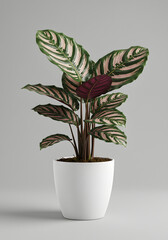 Vibrant Calathea Ornata Pinstripe Houseplant in White Pot