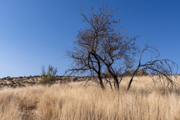 Paysage de la Namibie