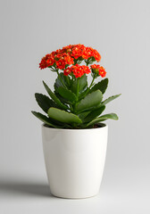 Vibrant Orange Kalanchoe Plant in White Pot on Grey Background