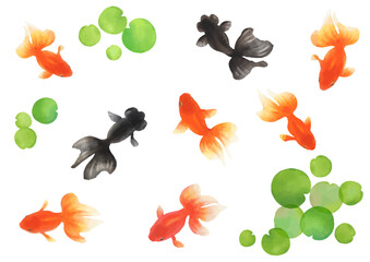 水彩画の金魚イラスト