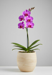 Vibrant Purple Phalaenopsis Orchid Plant in Modern Wooden Pot