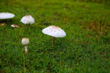 Macrolepiota procera in green lawn