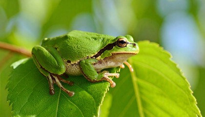 Obraz premium red eyed tree frog