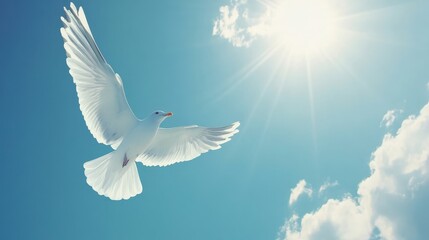 Image of seagull is flying, Seagull background.