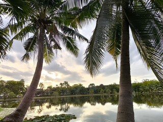 palm trees on the beach