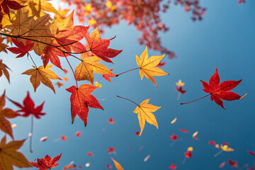 Blue sky and creeping fallen leaves. Gingko leaves. Red leaves. Yellow leaves. Maple leaves. Red leaves. Green to red leaves. Background material. Autumn. Wind. Tornado. Refreshing.