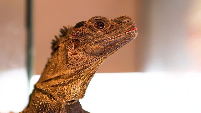 Philippine Sailfin Lizard in Captivity Close-Up