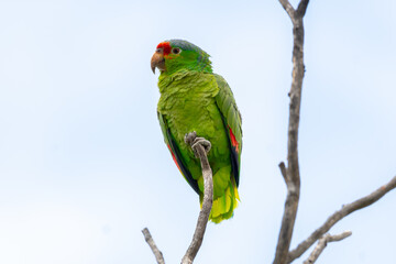 Perico en guardia