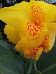 Tropical yellow Canna flower with red speckles in full bloom