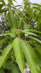 Obraz premium Mango tree leaves