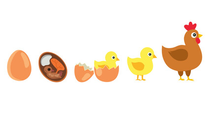 Educational vector diagram showing the life cycle of a chicken from egg to adult. Perfect for children’s learning, school posters, science projects, and biology classes.