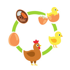 Educational vector diagram showing the life cycle of a chicken from egg to adult. Perfect for children’s learning, school posters, science projects, and biology classes.