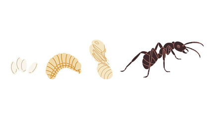 Vector illustration of the ant life cycle showing four main stages: eggs, larva, pupa, and adult ant. Perfect for educational materials, biology textbooks, science infographics, and classroom resource
