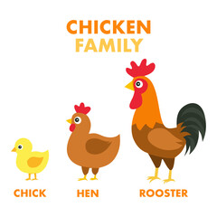 Adorable vector illustration of a chicken family: chick, hen, and rooster. Great for educational content, farm-themed designs, and children’s learning materials.