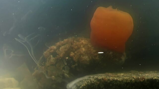 Underwater at the bottom of the White Sea, observe the release of sperm by the Balanus clam during reproduction. A rare glimpse into marine life in action.