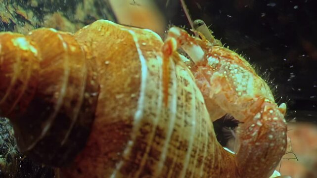 Observe a hairy hermit crab as it finds shelter in a discarded shell. Filmed in the depths of the White Sea of the Arctic Ocean. A fascinating glimpse into marine life.