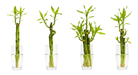 Set of lucky bamboo stalks in glass vases isolated on white