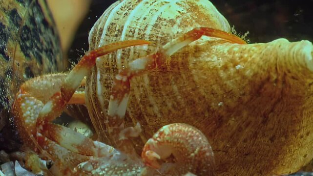 Observe a hairy hermit crab navigating the seabed. Living within a spiral shell, this creature finds shelter. It inhabits the cold waters of the White Sea in the Arctic Ocean.