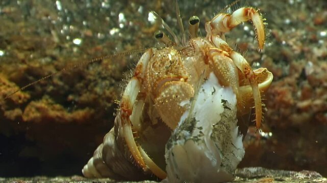 A hairy hermit crab Paguroidea scuttles about on the bottom of the White Sea in the Arctic Ocean, investigating a potential snack. This seabed dweller searches the ocean floor.