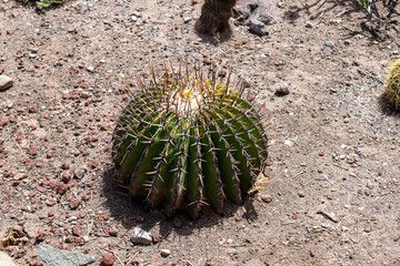 Close-up of a lone barrel cactus thriving in arid outdoor conditions at nursery near Ajijic,...