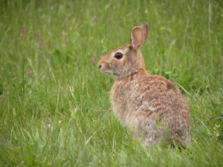 Wild Bunny in My Back Yard