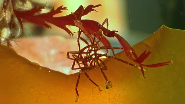 Deep within the White Sea, a sea spider stalks a Caprella septentrionalis, or sea goat, among the seaweed. An underwater view of nature.
