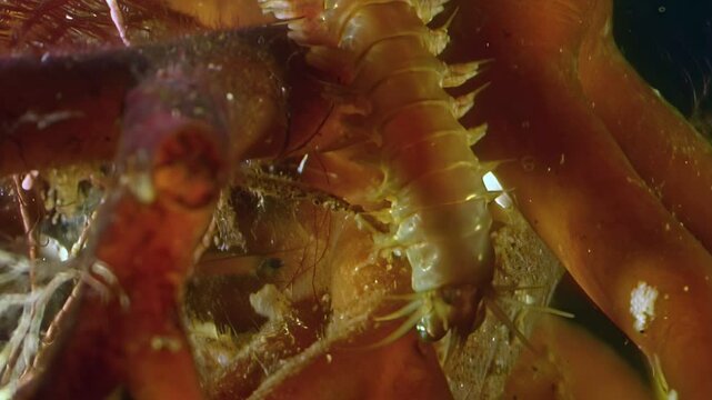 Observe Nereis virens, also known as a Ragworm, navigating the seabed near seaweed off the coast of the White Sea, found in the Arctic Ocean.