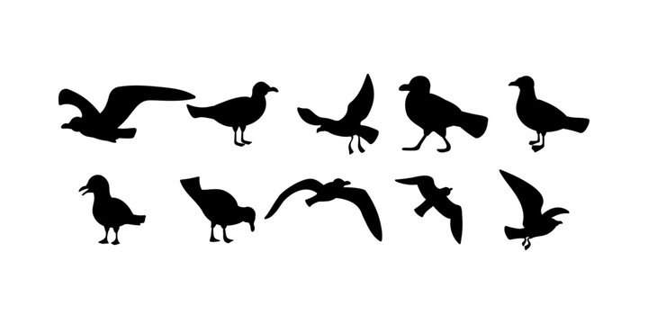Set of seagull bird silhouettes in flight and perched. Ideal for marine, nautical, wildlife, nature, and freedom-themed design concepts in black vector style